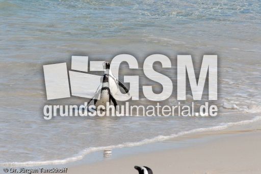 Brillenpinguin (138 von 148).jpg